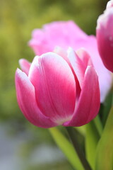 Ostern Frühling schöne Makroaufnahme von rosa Tulpen