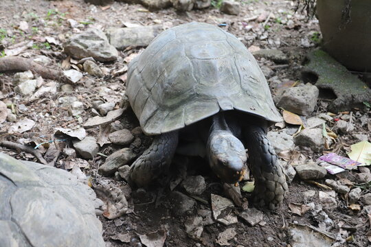 Turtles that live naturally ,