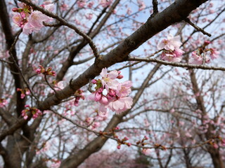 河津桜