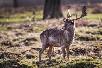 Young male deer