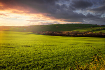 Sunset at lovely green field.