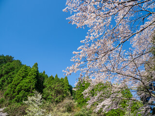 満開の桜と青空広がる里山の風景　3月