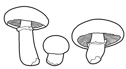 Hand drawing champignons. Edible mushrooms. Black outline isolated on a white background. Coloring page. 