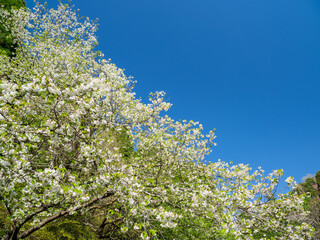 満開の桜と青空広がる里山の風景　3月