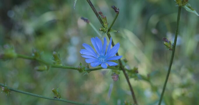 Turquoise chicory flower on a chicory plant bush on a blurred meadow background.