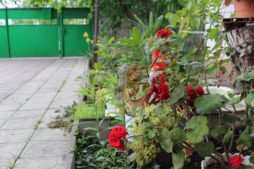 Red flowers in a garden