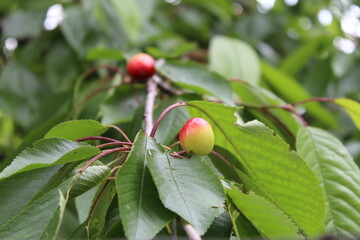 Sweet cherry on a tree
