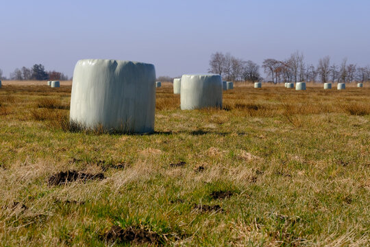 Rundballen in Kunststofffolie sind &uuml;ber deas Feld verteilt