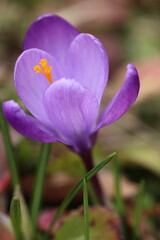 Fototapeta premium Lila Krokus im Park Frühling Ostern Makro Details