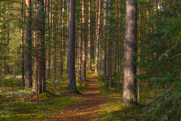 Path in beautiful pine forest lit by the sun. Estonia.