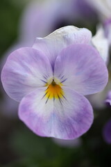Violettes Stiefm&uuml;tterchen Makroaufnahme Fr&uuml;hling Details Blume