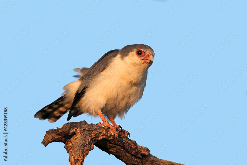 Poster A pygmy falcon (Polihierax semitorquatus) perched on a branch, South Africa.