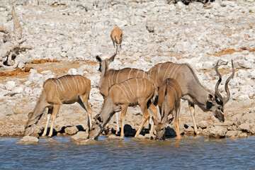 Obraz na płótnie Canvas Kudu antelopes (Tragelaphus strepsiceros) at a waterhole, Etosha National Park, Namibia.