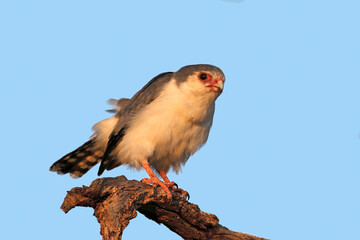 A pygmy falcon (Polihierax semitorquatus) perched on a branch, South Africa.