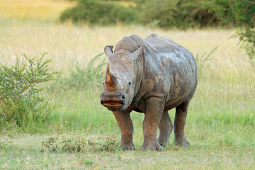 Fototapeta premium A white rhinoceros (Ceratotherium simum) in natural habitat, South Africa.