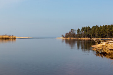 Obraz premium Coastal scene at the river Gauja with surrounding trees and reeds in spring in March 2021 in Carnikava in Latvia