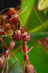 Green tree ants or weaver ants weave together leaves to form their nesting cavities