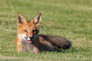 Red Fox Kit Laying on Grass - taking a quick breather during play with its siblings