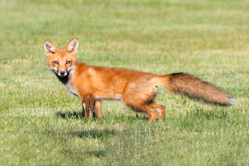 Red fox (Vulpes vulpes) kit stretching out on grass in the sun, looking at the camera