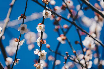 Close up view of white plum flower blossom with blue sky in wintertime in Wuling Farm, Taiwan
