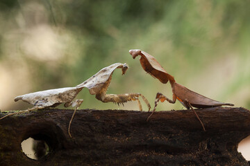 deroplatys truncata and deroplatys lobata in nature