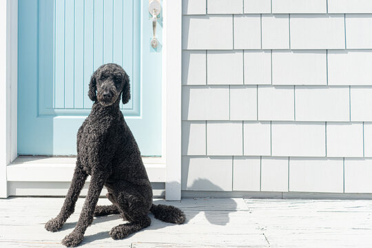 obedient black standard poodle dog sitting near a blue house door