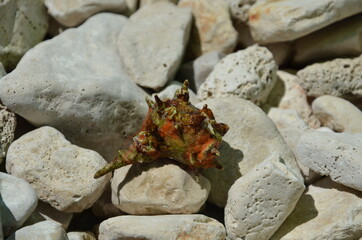 beautiful red shell with cancer on the beach in croatia