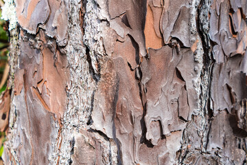 Closeup of brown bark on a mature tree