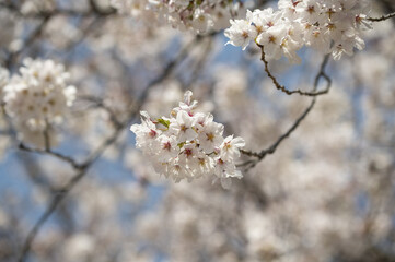 市川市　中山法華経寺 境内に咲く満開の桜
