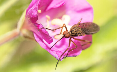Tanzfliege auf rosa Bl&uuml;te