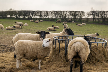 Many sheep eating form a metal feeder on green open land. Wolly livestock on a farm eating hay together.