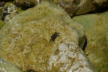 small crab on a stone in croatia