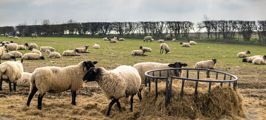 Many sheep eating form a metal feeder on green open land. Wolly livestock on a farm eating hay...
