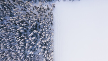 Snowy trees in woods near white glade in winter © BullRun
