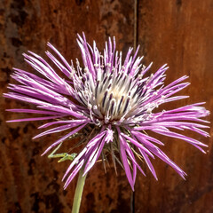 Obraz premium chardon