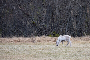 Reindeer on pasture,Helgeland,Nordland county,Norway,scandinavia,Europe