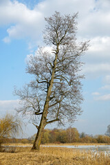 Spring landscape. Tall old alder  tree by the lake in the old park. Sunny day in March