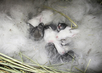 Newborn Dwarf Dutch rabbits in the nest of dry grass and down. Babies one week after birth