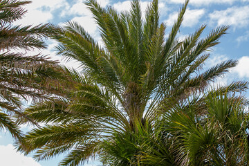 Sunny Beaches and Warm Tropics