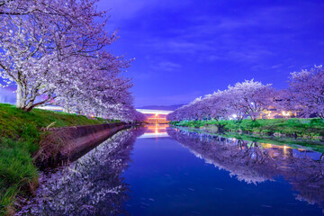 福岡県糸島市池田川の夜桜