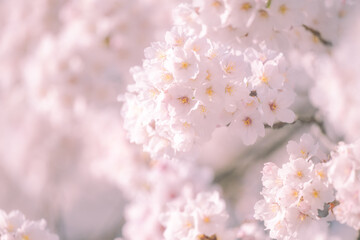 Naklejka premium エドヒガン桜の花びら