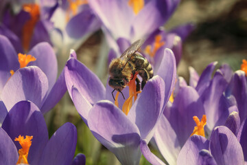 Bees pollinate crocus flowers