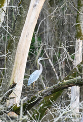 Blue Heron in Woods