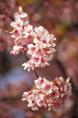 暖かな季節を知る桜