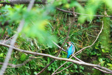 小川の春に現れたカワセミ