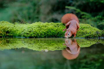 Eurasian red squirrel (Sciurus vulgaris) searching for food in the forest in the South of the Netherlands. 