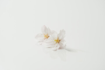 Obraz premium 桜の花びら