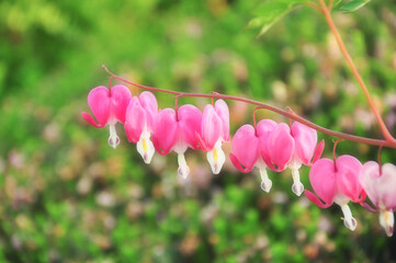 close up of bleeding heart or Asian bleeding-heart flowers in a lovely shape of red hearts with sunlight background.