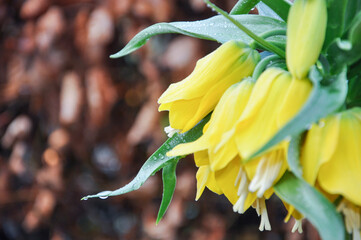 Fritillaria (fritillaries) beautiful flower from Asia in yellow color growth in the garden in...