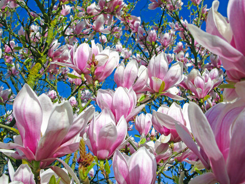 Beautiful Manolia flower in pink and white colors with blue sky growing in the garden in spring and summer season 